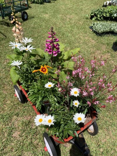 Plant Sale 3